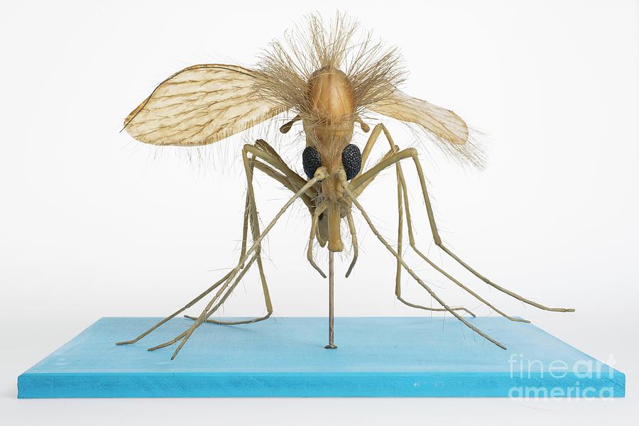 Wildlife Photograph - Sand Fly Wax Model #2 by Natural History Museum, London/science Photo Library