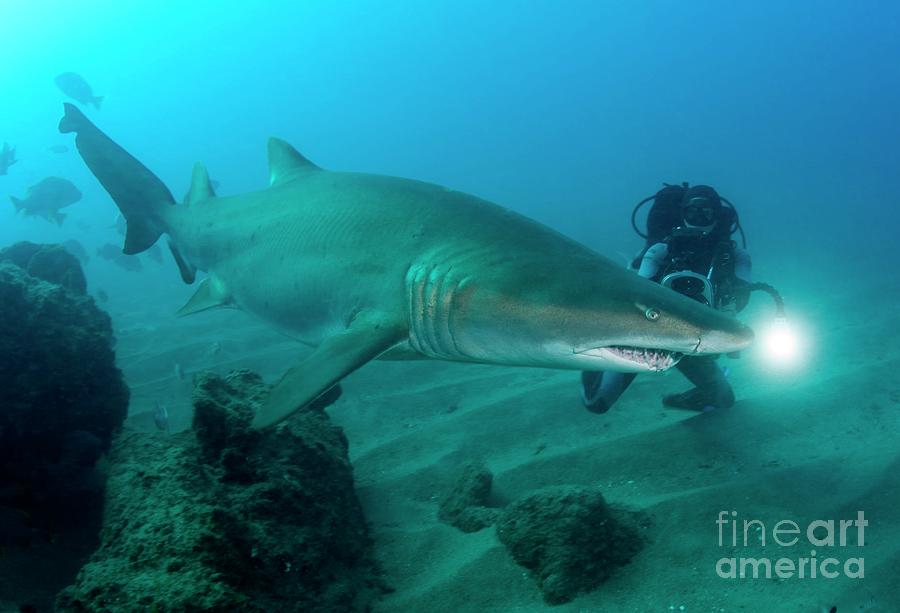 Sand Tiger Shark #2 by Scubazoo/science Photo Library