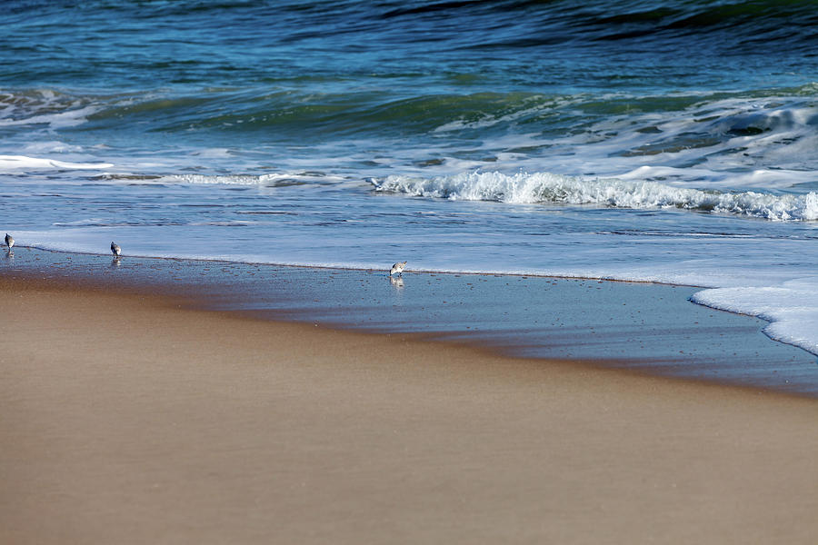 Nature Photograph - Sanderling playing in the waves #2 by Terry Thomas