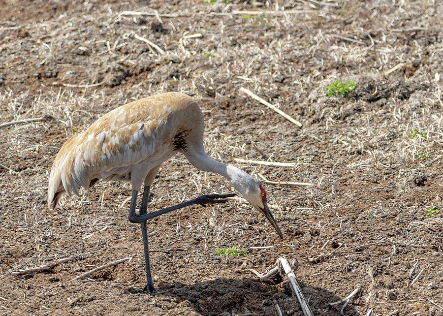 Sandhill Crane by Michael Chatt Sandhill Crane by Michael Chatt