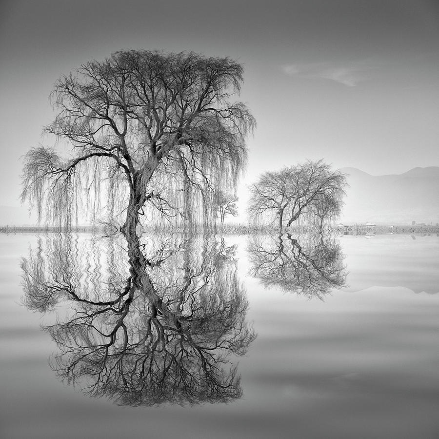 Tree Photograph - 2 Sauces En Aqua by Moises Levy