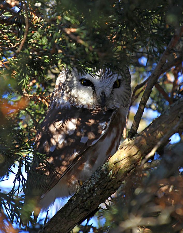 Saw Whet Owl #2 Photograph by Davandra Cribbie