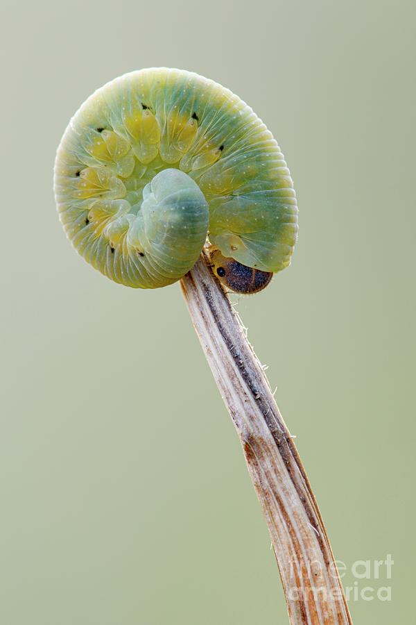 Sawfly Larva #2 Photograph by Heath Mcdonald/science Photo Library