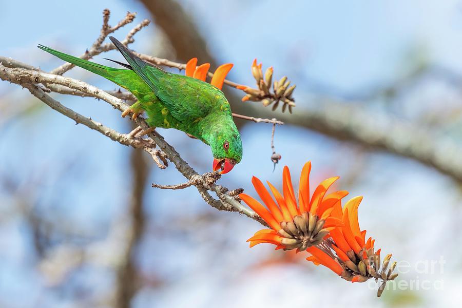 Wildlife Photograph - Scaly-breasted Lorikeet #2 by Dr P. Marazzi/science Photo Library