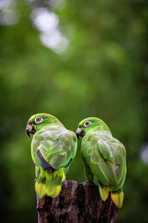 Parrot Photograph - Scaly Naped Parrots (amazona Mercenaria) #2 by Cavan Images