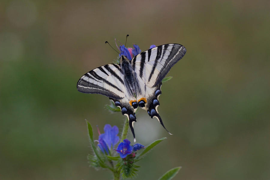 Scarce Swallowtail #2 Photograph by David Hosking