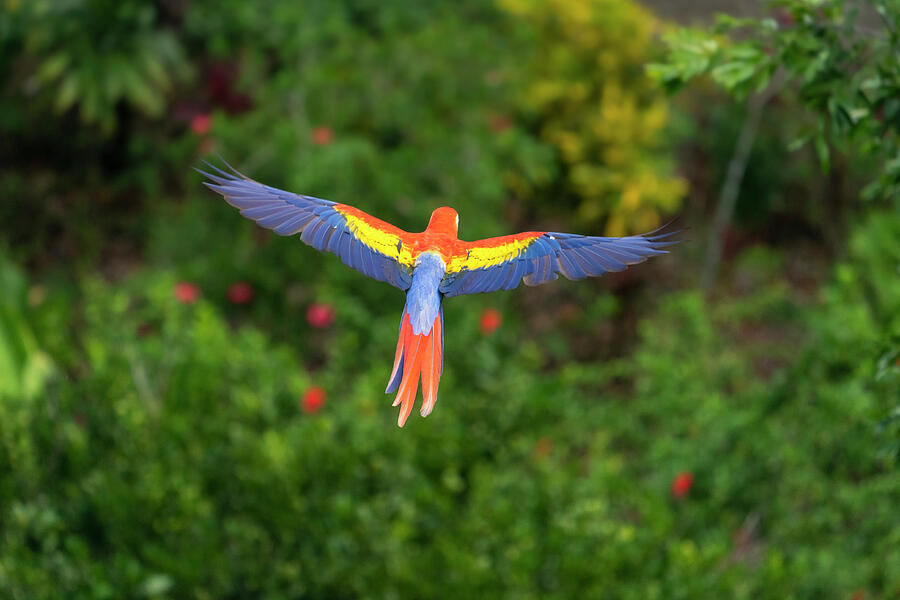 Scarlet Macaw In Flight Over The Rainforest Corcovado #2 Photograph by David Pattyn / Naturepl.com Scarlet Macaw In Flight Over The Rainforest Corcovado #2 Photograph by David Pattyn / Naturepl.com