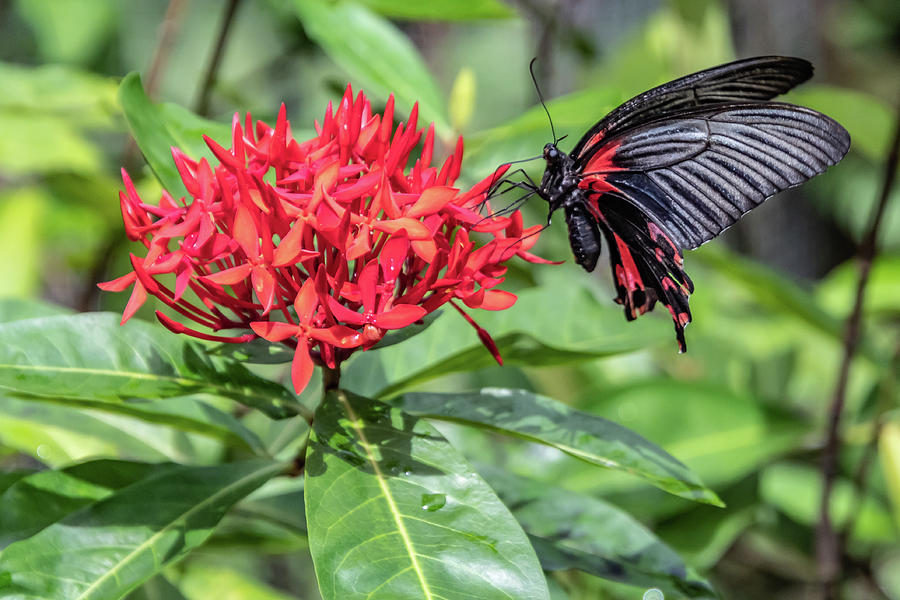 Scarlet Mormon Butterfly also called the Scarlet Swallowtail by Merrillie Redden Scarlet Mormon Butterfly also called the Scarlet Swallowtail by Merrillie Redden