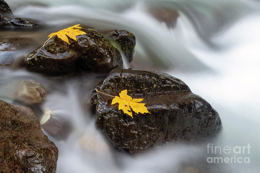 Scattered Gold by Mike Dawson Scattered Gold by Mike Dawson