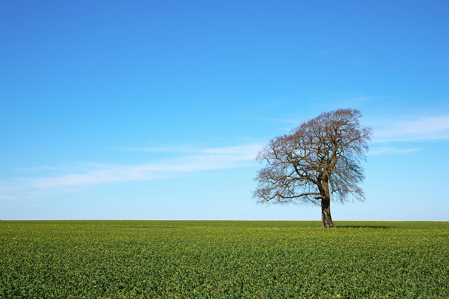 Scenic Cotswolds - One tree on the horizon landscape #2 Photograph by Seeables Visual Arts