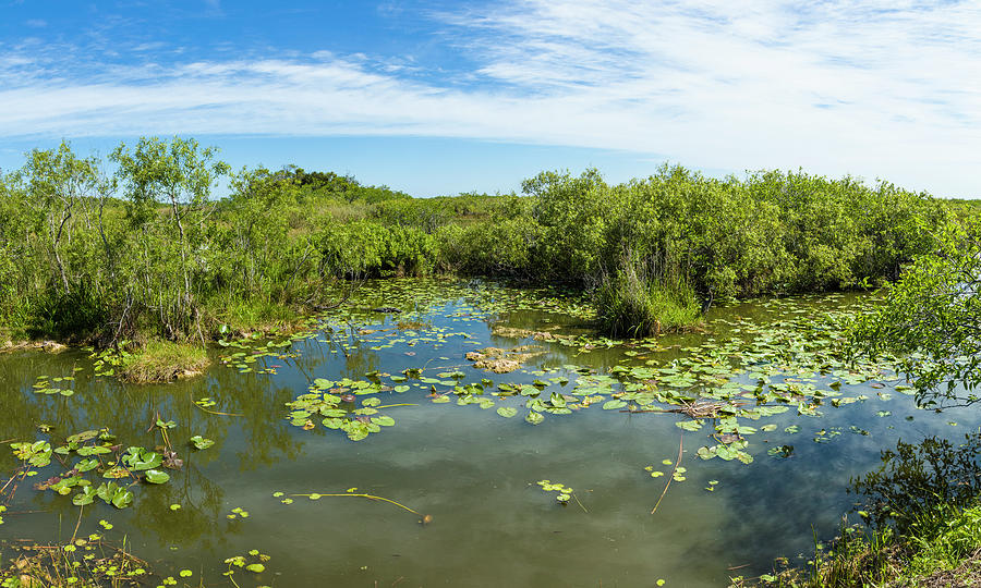 Everglades National Park Photograph - Scenic View Of Wetland, Anhinga Trail #2 by Panoramic Images