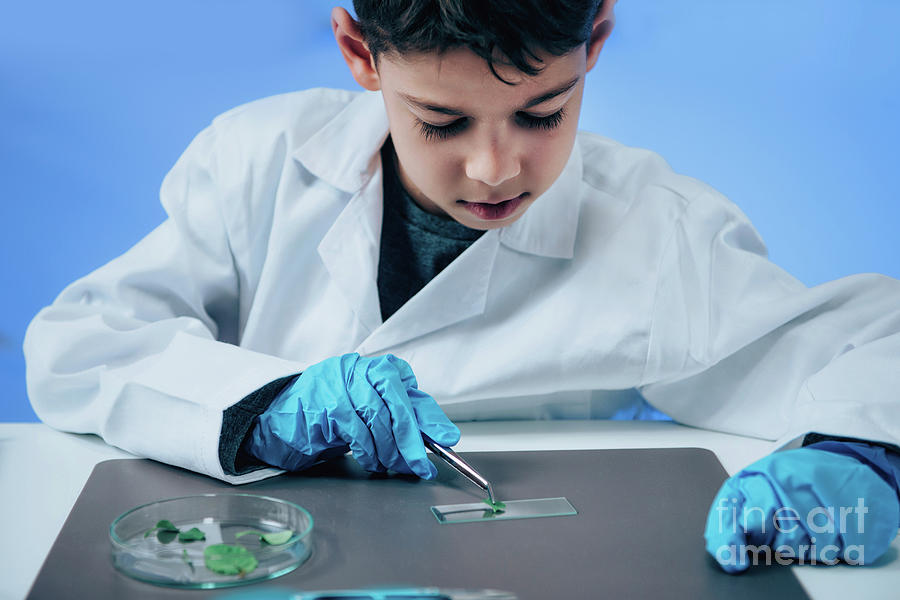 Education Photograph - Schoolboy Putting Leaves On Microscope Slide #2 by Microgen Images/science Photo Library