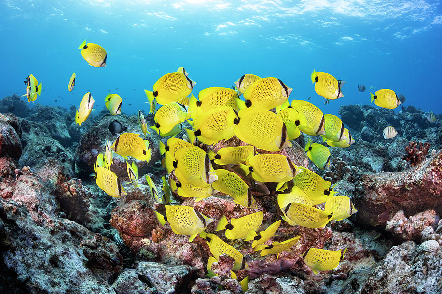 Fish Photograph - Schooling Milletseed Butterflyfish #2 by Dave Fleetham