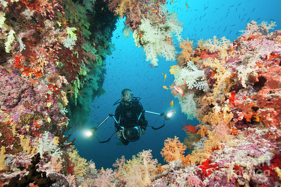 Scuba Diver On Coral Reef Photograph by Reinhard Dirscherl/science ...