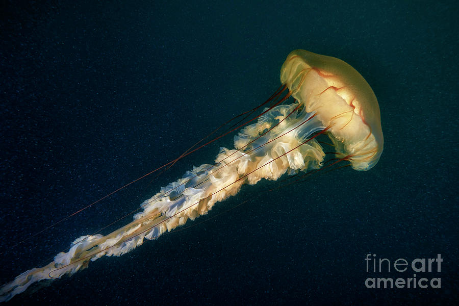 Sea Nettle Jellyfish #2 Photograph by Alexander Semenov/science Photo Library
