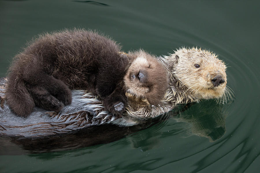 Sea Otter And Sleeping Pup #2 Photograph by Suzi Eszterhas