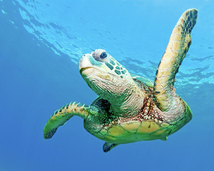 Sea Turtle Photograph by M Swiet Productions