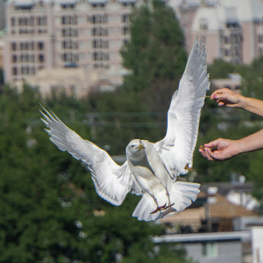 Seagull Stealing Food From Peoples Hands On Ship #2 Photograph by Alex Grichenko