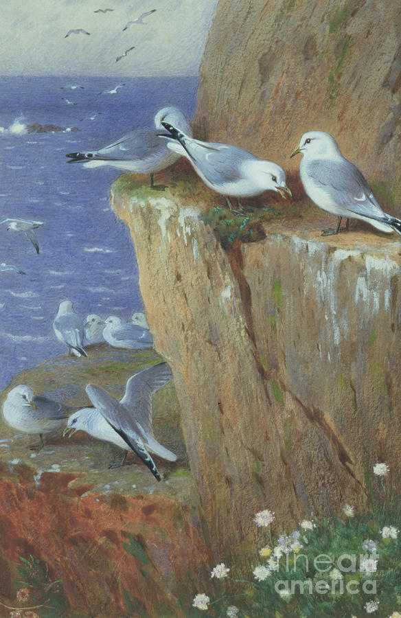 Seagulls Painting by Archibald Thorburn