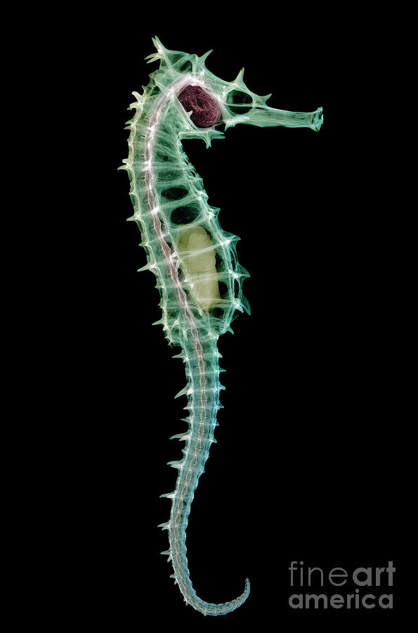 Seahorse Photograph - Seahorse Skeleton #2 by D. Roberts/science Photo Library