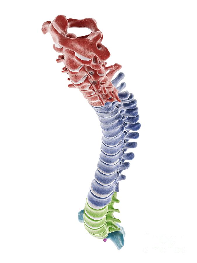 Segments Of The Human Spine Photograph by Sebastian Kaulitzki/science ...