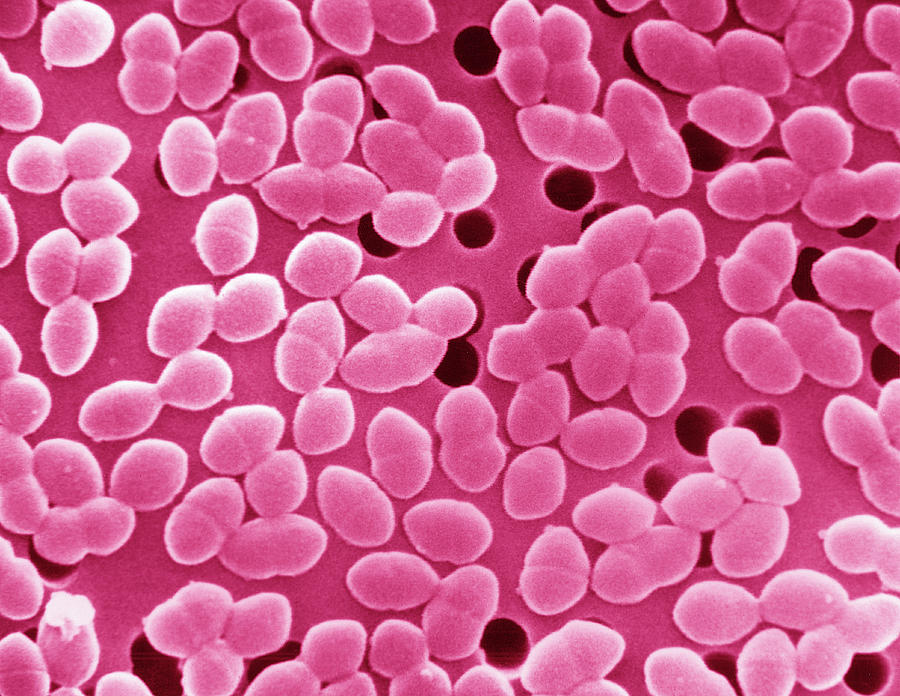 Close-up Digital Art - Sem Of Gram-positive Enterococcus Bacteria #2 by Callista Images