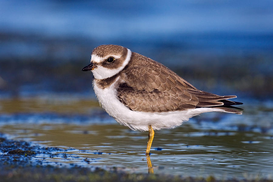 Semipalmated Plover #2 Photograph by James Zipp