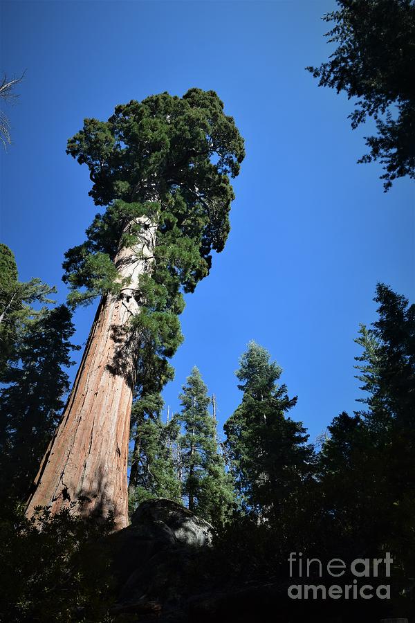 Sequoia National Park Photograph by Leslie M Browning