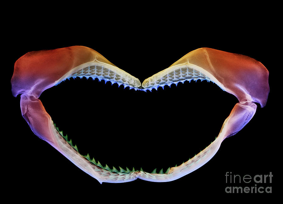 Shark Jaws #2 Photograph by D. Roberts/science Photo Library