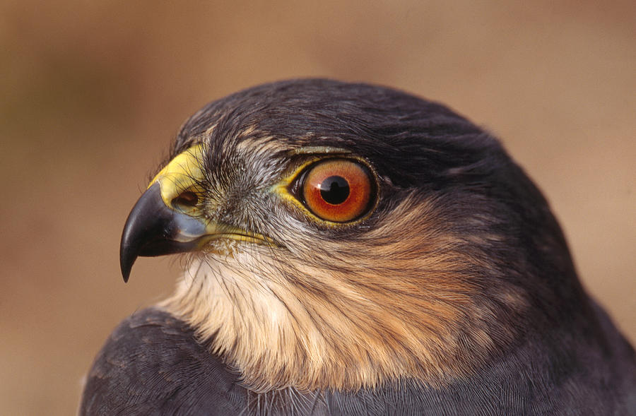 Sharp-shinned Hawk #2 Photograph by James Zipp