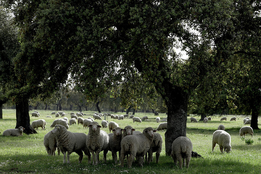 Sheep Graze at a Ranch in Portezuelo Photograph by Sergio Perez - Fine ...