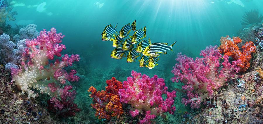 Shoal Of Oriental Sweetlips #2 Photograph by Georgette Douwma/science Photo Library