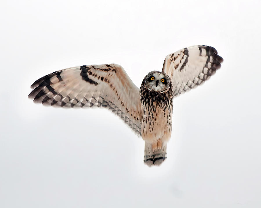 Short Eared Owl #2 Photograph by Cr Courson