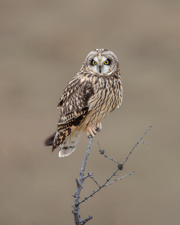 Short-eared Owl #2 Photograph by Donald Luo