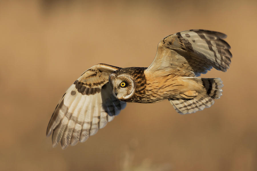 Short-eared Owl Hunting Photograph by Ken Archer | Fine Art America