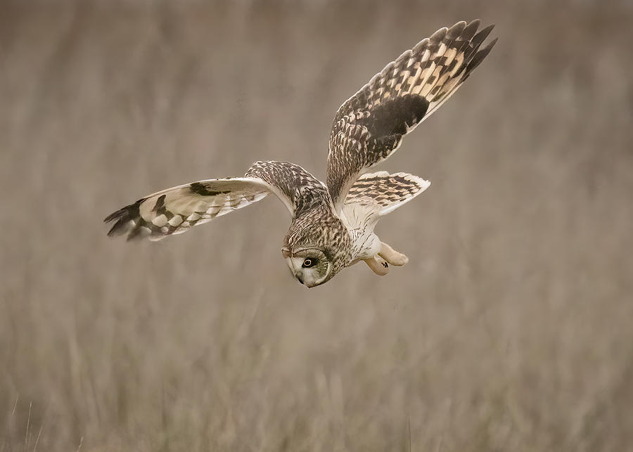 Nature Photograph - Short-eared Owl #2 by Tonyxu