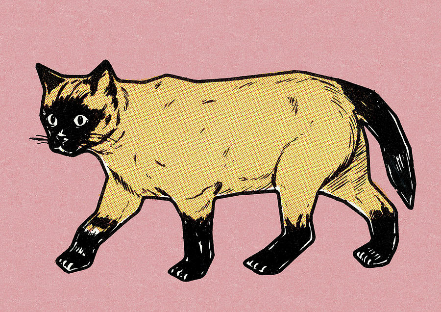 Vintage Drawing - Siamese Cat #2 by CSA Images