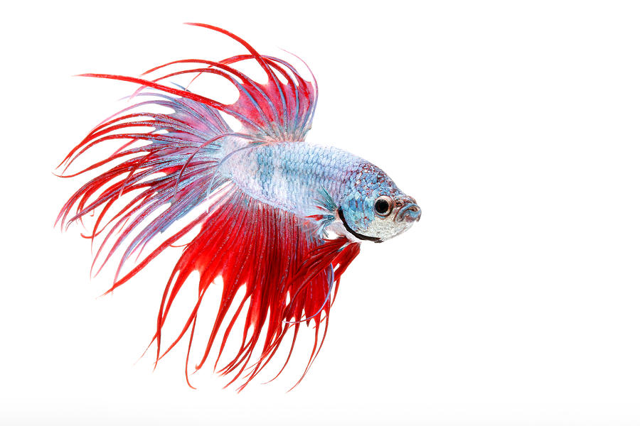 Siamese Fighting Fish Or Betta #2 Photograph by David Kenny