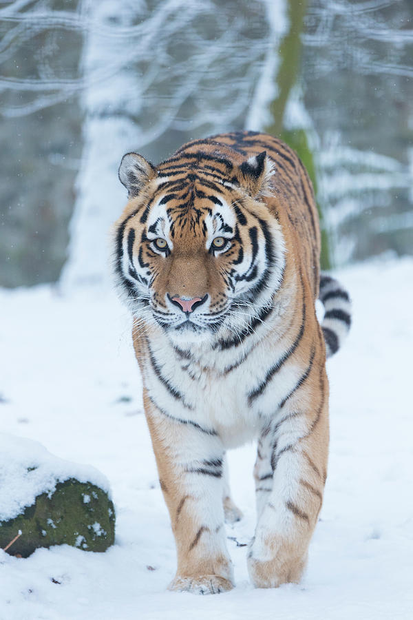 Siberian Tiger (Panthera tigris altaica)