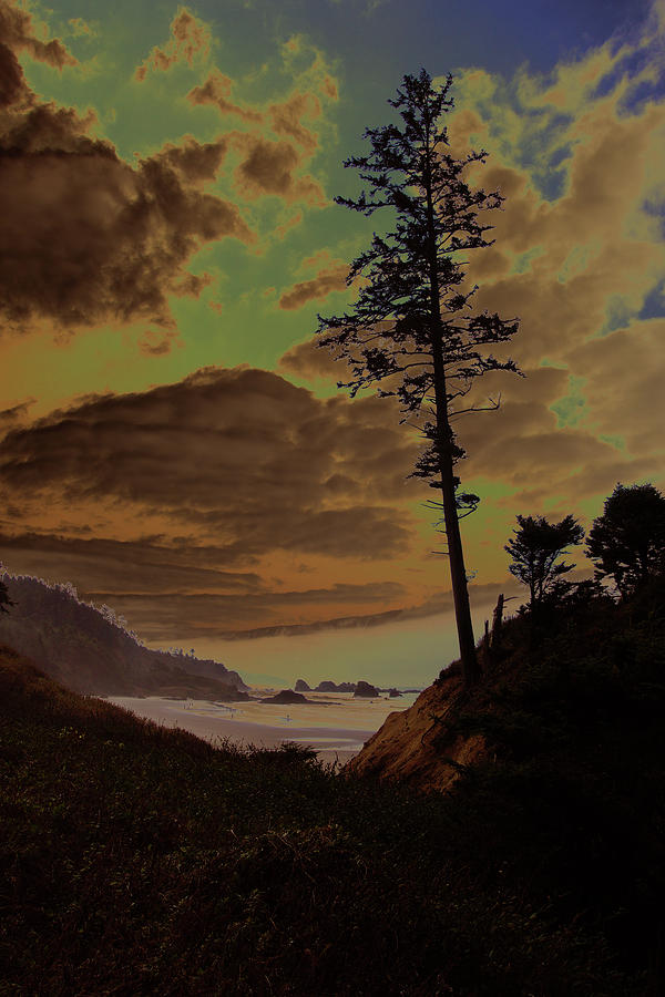 Silhouette of large conifers on coastal headland #2 Photograph by Steve Estvanik