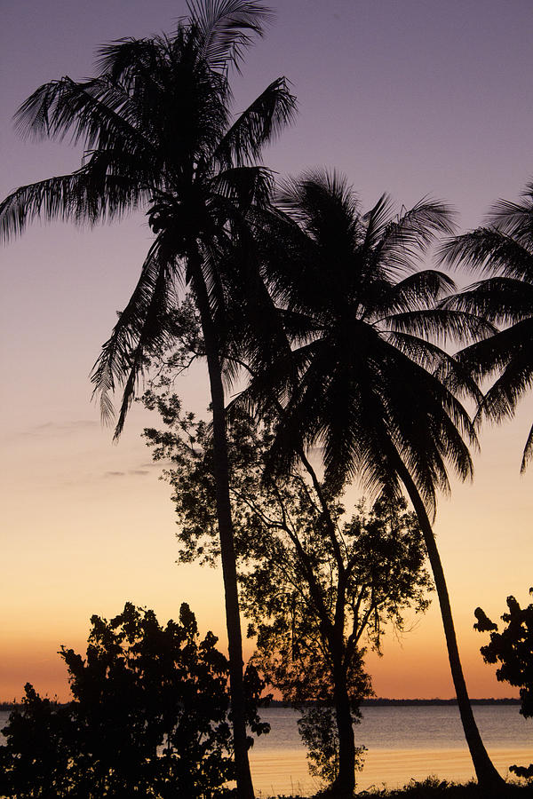 Silhouette Of Palm Trees At Sunset Digital Art By Redheadpictures 