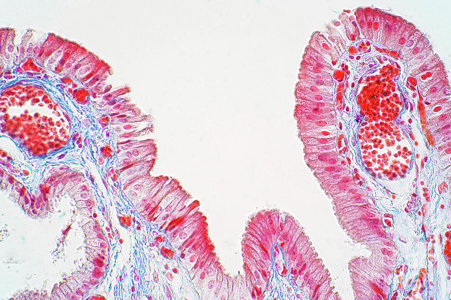 Simple Columnar Epithelium Photograph By Choksawatdikorn Science Photo Library Pixels 7491