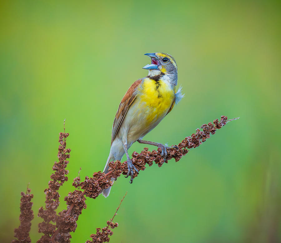 Wildlife Photograph - Singing #2 by Mike He
