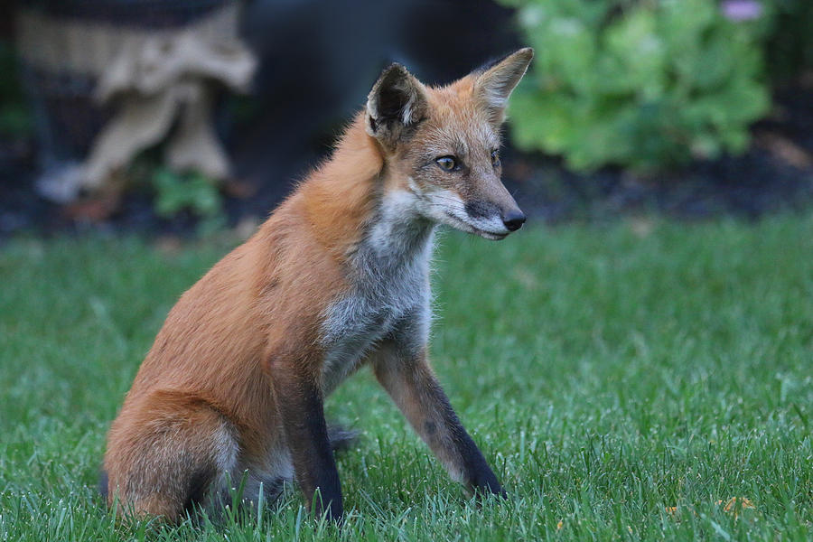 Sitting Pretty Photograph by Living Color Photography Lorraine Lynch ...