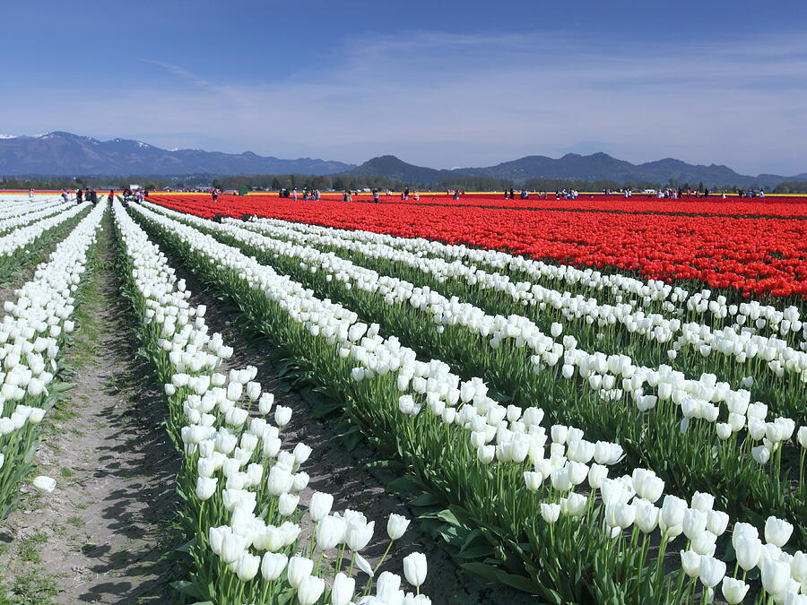 Valley Tulip Festival,3, Mt. Vernon, Wa Photograph By Alex Nikitsin 