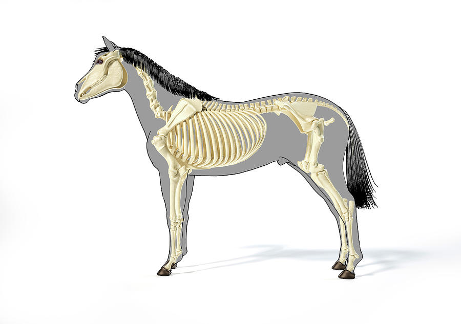 Skeletal System Of A Horse Over Grey #2 Photograph by Leonello Calvetti
