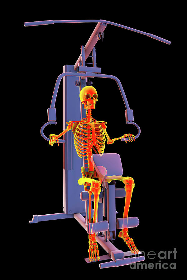 Skeleton Training On A Hammer Strength Machine #2 Photograph by Kateryna Kon/science Photo Library