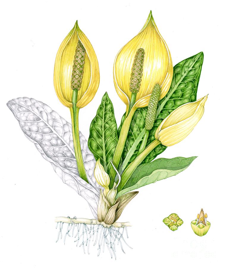 Skunk Cabbage (lysichiton Americanus) Photograph by Lizzie Harper ...