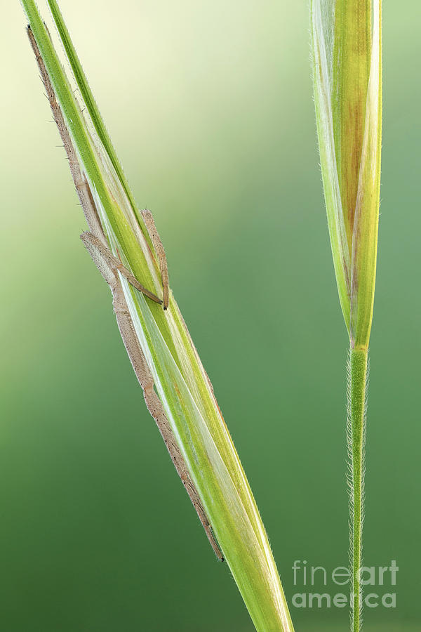 slender crab spider slender crab spider