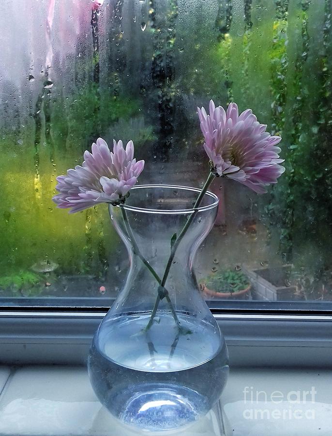 2 Small Chrysanthemum in my Window Photograph by Joan-Violet Stretch